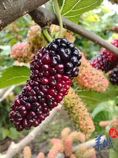 花都寶桑園 農科賦能，桑蠶產業煥發新生機